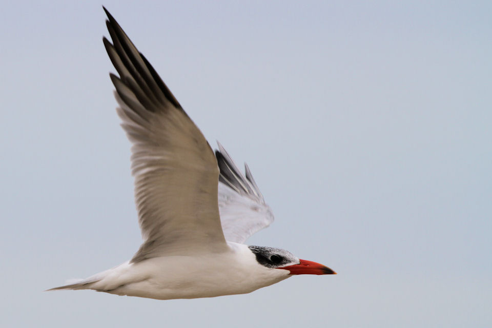 Caspian Tern (Hydroprogne caspia)